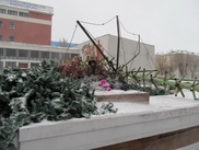 ФОТО: Ураган повалил двадцатиметровую новогоднюю елку в Караганде