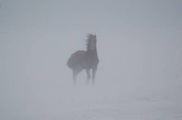Замерзшая насмерть в Жамбылской области семья погибла в 1,5 километрах от дома