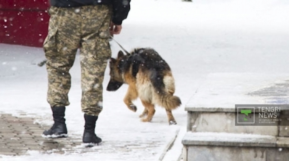 Служебная собака ищет следы взрывчатого устройства. Фото Владимир Дмитриев©