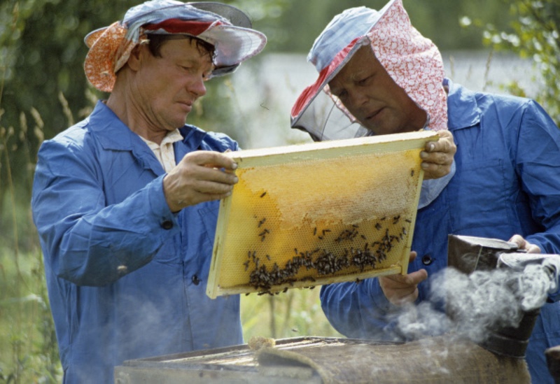 Пчеловодство. Фото РИА Новости/Б.Коробейников©