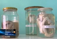 В Усть-Каменогорске нашли фляги с останками 29 младенцев