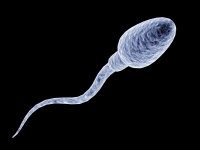 Сперматозоид. Фото с сайта holytaco.com