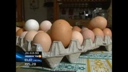 Под Уральском курица снесла гигантское яйцо