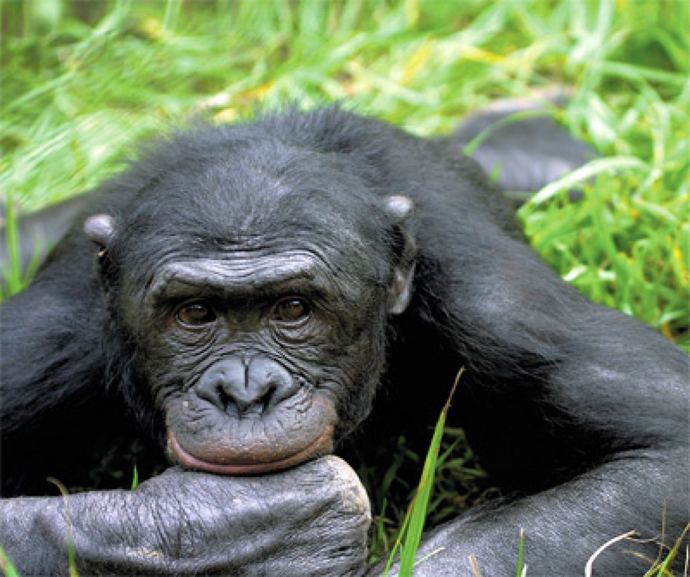 Шимпанзе. Фото с сайта bestanimalfacts.com