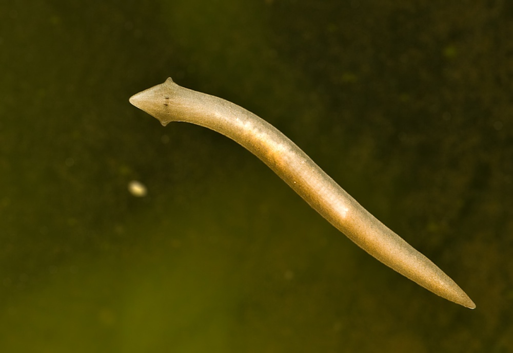 Планарии из семейства плоских червей. Фото с сайта bcm.ru