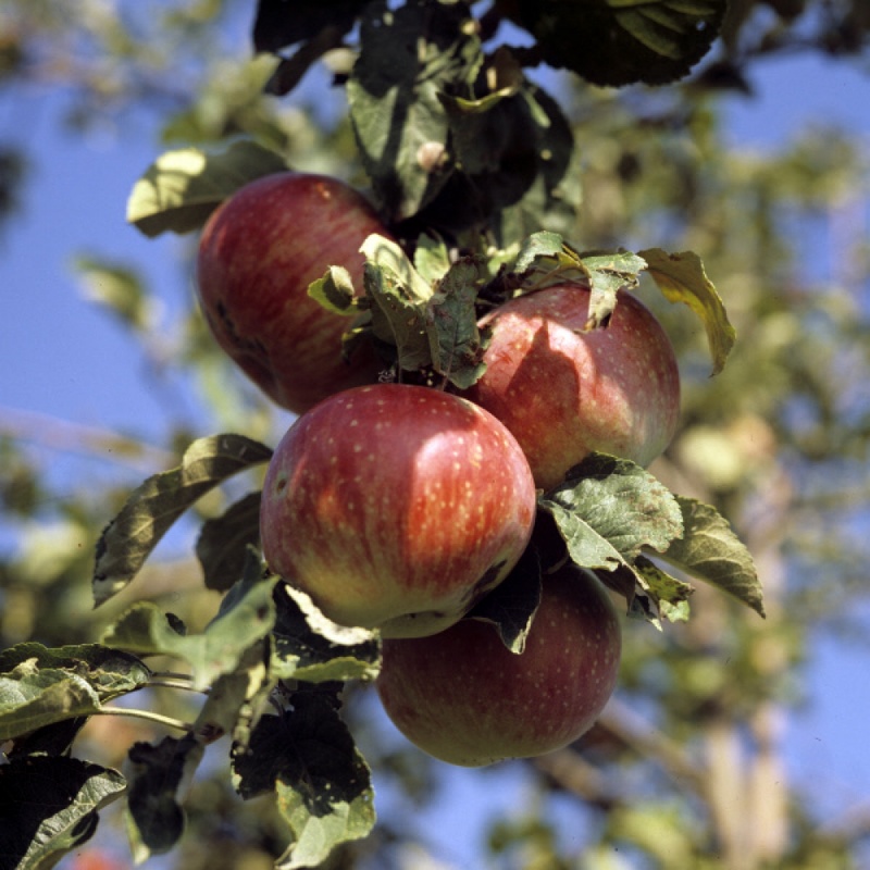 Яблоки сорта "алма-атинский апорт". Фото ©РИА НОВОСТИ