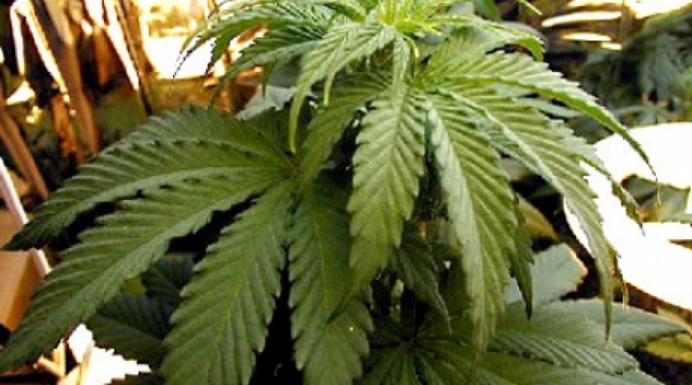 Куст марихуаны. Фото tengrinews.kz