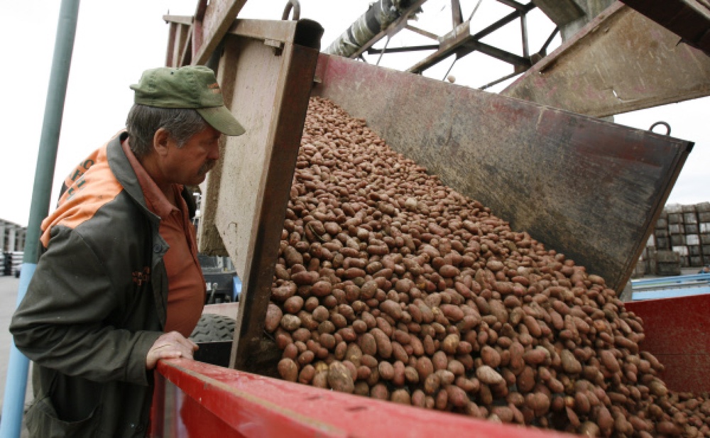 Сортировка картофеля. Фото ©РИА НОВОСТИ