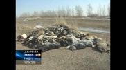 Под Павлодаром обнаружили гору трупов домашних животных