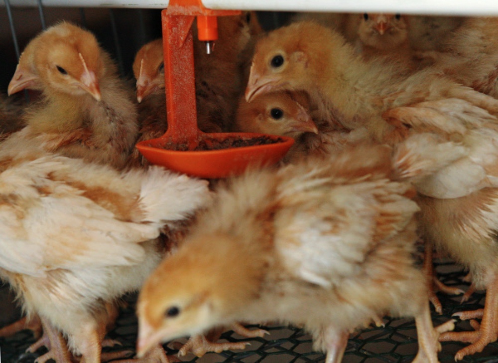 Цыплята в цехе птицефабрики. Фото ©РИА НОВОСТИ