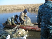 В Атырауской области в 2011 году изъято 124 тонны "браконьерской" рыбы