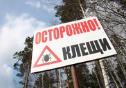 В Шымкенте на борьбу с клещами выделили 11 миллионов тенге