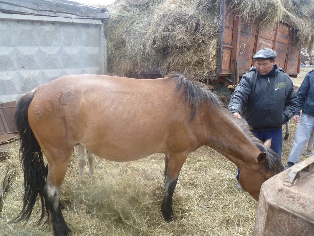 Хозяин лошадей показывает на ранение. Фото Tengrinews.kz