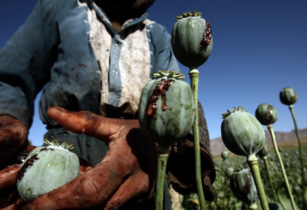 На плантации опиумного мака. Фото ©REUTERS