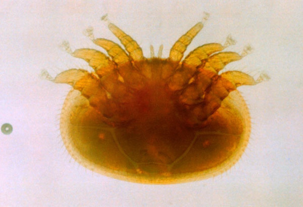 Пчелиный клещ Varroa. Фото с сайта pudmeda.com
