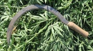 Почти центнер марихуаны изъят в Алматы