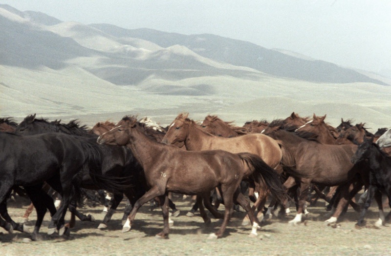 Табун лошадей. Фото ©РИА Новости