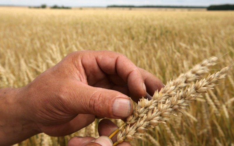 Пшеница на полях. Фото ©РИА Новости
