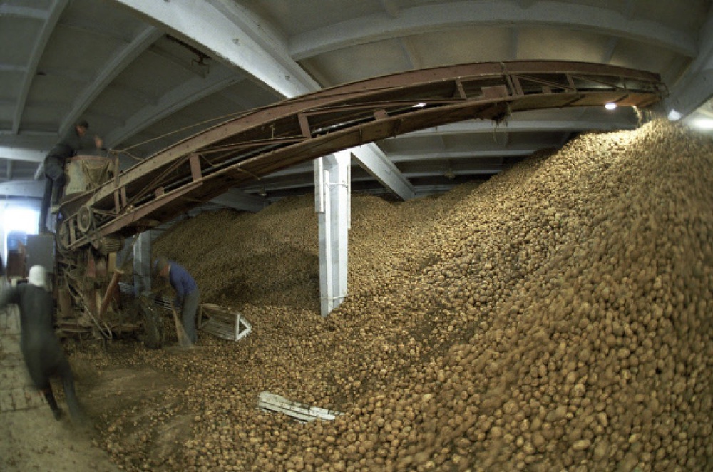 Картофель в овощехранилище. Фото ©РИА Новости