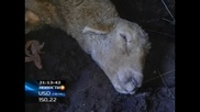 Неизвестная болезнь убивает скот в Акмолинской области