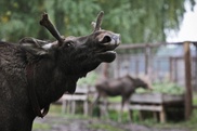 Полицейские Усть-Каменогорска поймали дикого лося