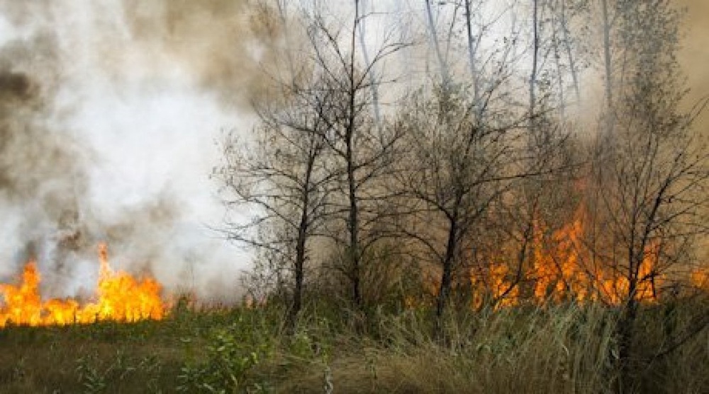 Пожар произошел из-за возгорания сухостоя травы. Фото ©Владимир Дмитриев