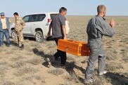ФОТО: В Южном Казахстане выпущены на волю сто краснокнижных дроф-красоток из ОАЭ