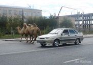 ФОТО: Верблюды запросто гуляют по Атырау