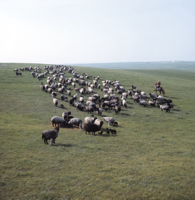 Отара овец на пастбище. Фото ©РИА Новости