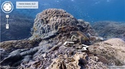 Google Street View снял подводные панорамы