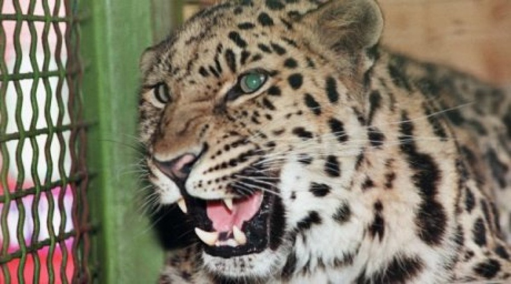 Леопард. Фото ©РИА НОВОСТИ