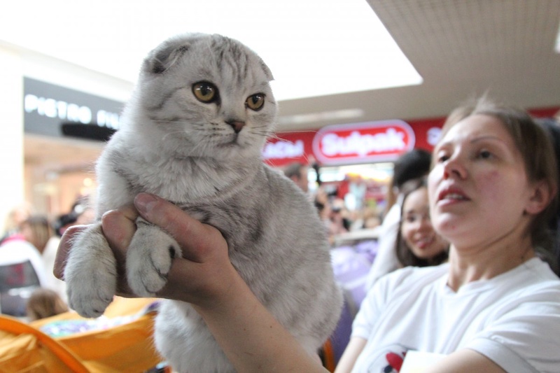 Международная выставка кошек ALMATY-CATS-SHOW 2012.
Фото ©Владимир Прокопенко
