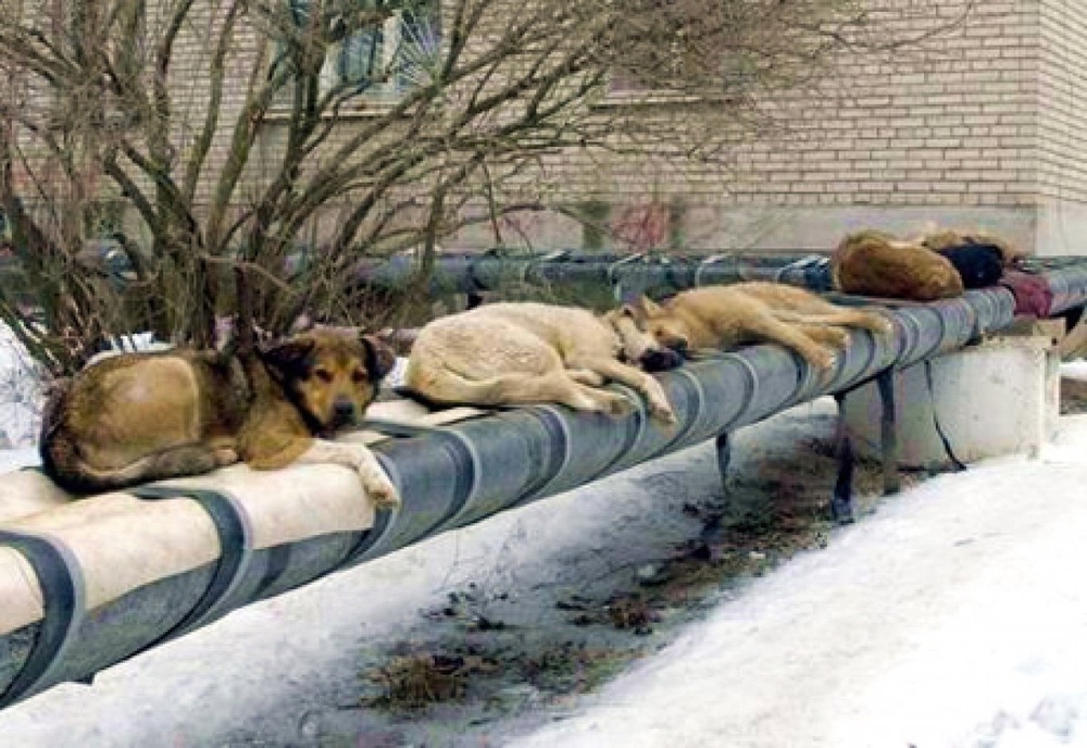 Бродячие собаки. Фото с сайта vesti.kz