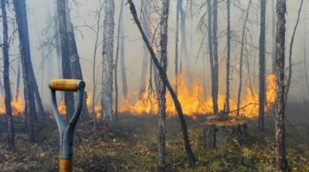 Лесной пожар. Фото ©РИА Новости