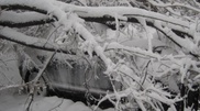 70 автомобилей пострадали из-за упавших в Алматы деревьев