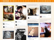 В Интернете появилась соцсеть для любителей кошек
