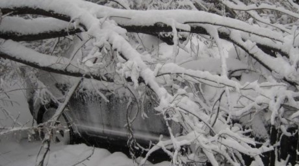 Под тяжестью снега дерево упало на автомобиль. Фото ©Арсен Сексенбаев