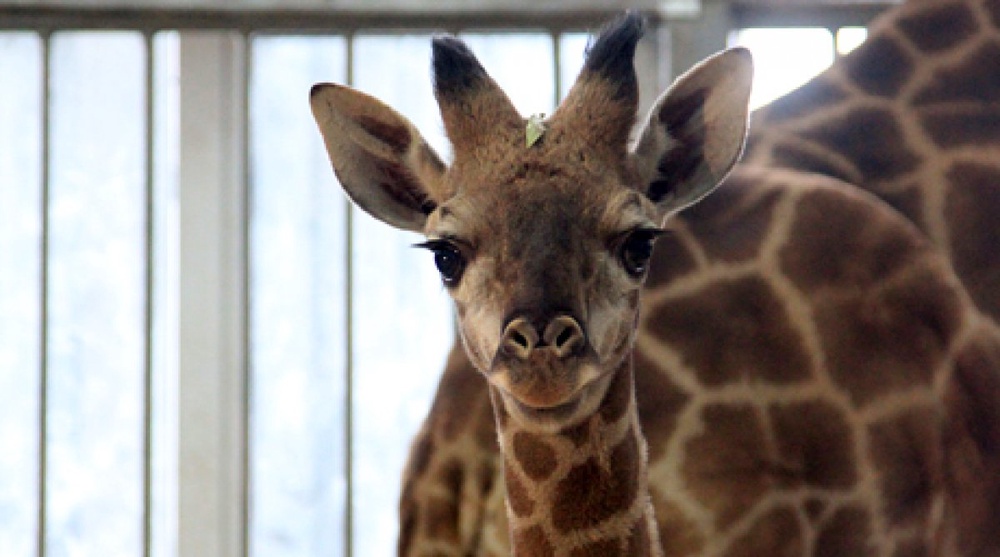 Новорожденного жирафенка в Алматы назвали Хан Тенгри
Фото ©Владимир Прокопенко