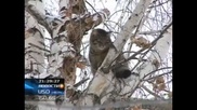 Кошка едва не погибла на дереве в Усть-Каменогорске из-за отсутствия спецведомства