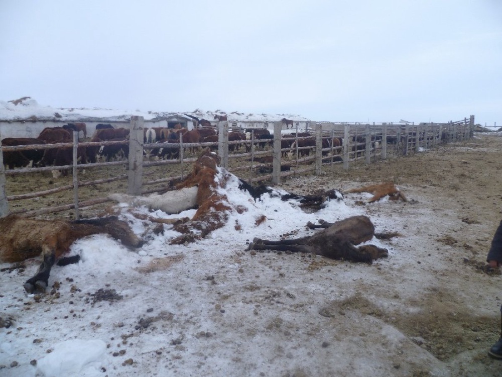 Падеж скота в Павлодарской области. Фото ©tengrinews.kz