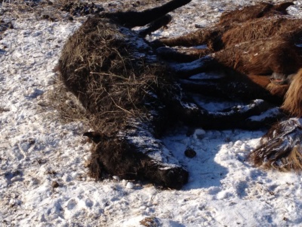 Павшие лошади в  Павлодарской области. Фото с сайта megapolis.kz