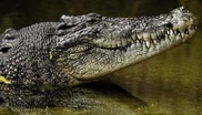 Чехам разрешили разводить на мясо крокодилов