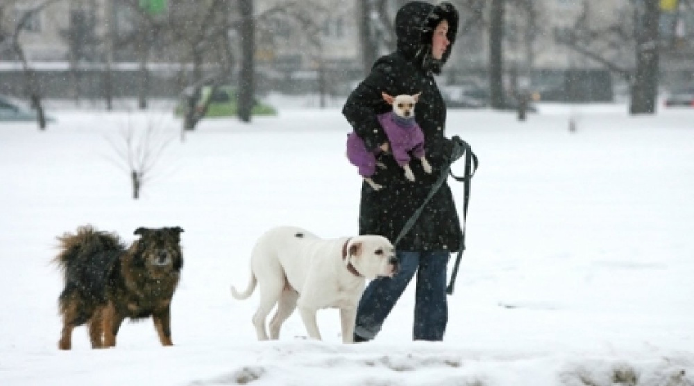 Девушка выгуливает трех собак. Фото РИА Новости©