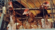 Более 20 тысяч птиц уничтожены за ночь на рынке в Шанхае из-за вируса H7N9