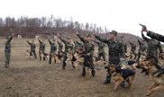 В КНДР служебных собак учат нападать на южнокорейских военных