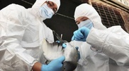 Птичий грипп H7N9 добрался до Пекина