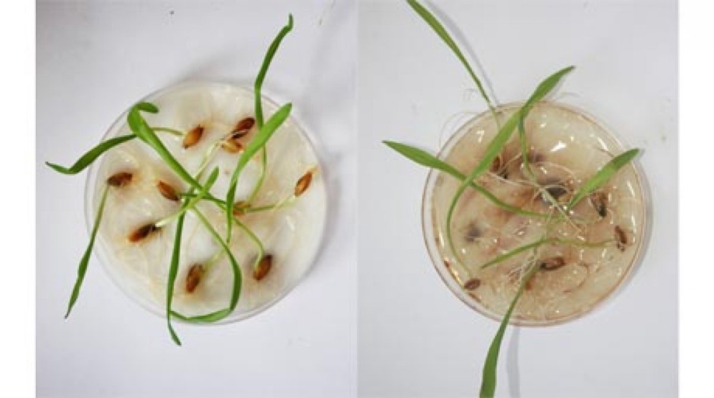 Обработанные(слева) / Необработанные (справа) микроорганизмами семена ячменя 