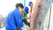 В Атырау вспороли брюхо 300-килограммовой белуге