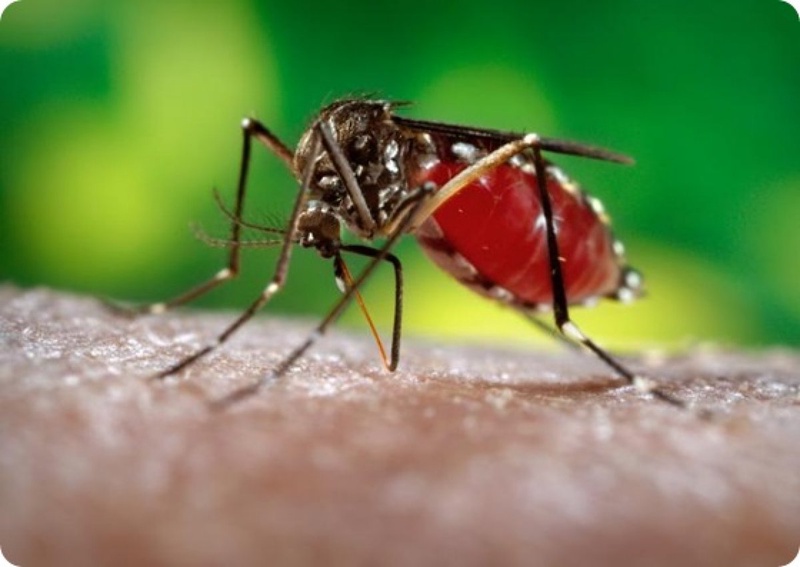 Заболевание передается через укусы комаров