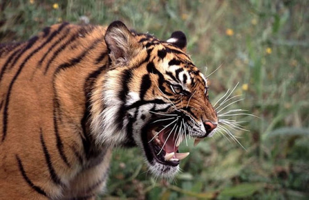 Суматранский тигр. Фото с сайта facebook.com